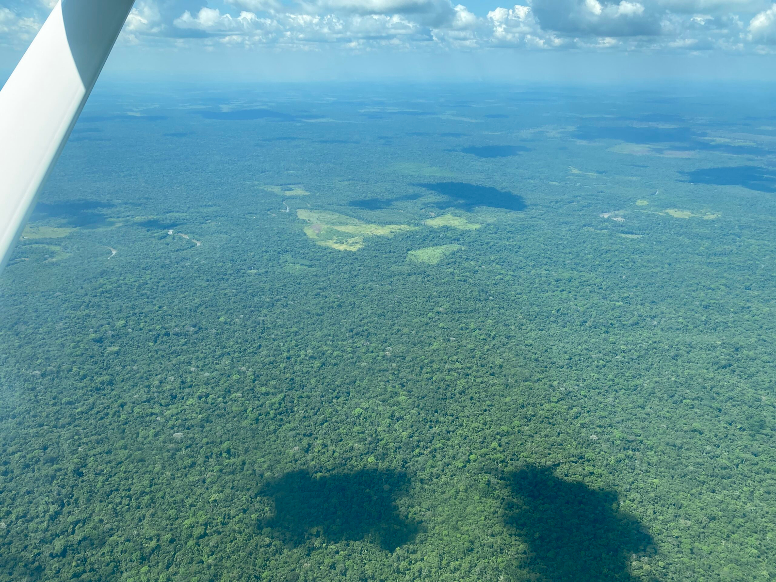 Repoblación forestal